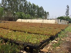 EUCALYPTUS CLONES
