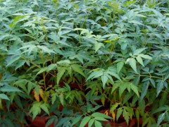 Malabar Neem
