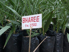 date palm Date Palm
