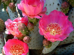 CACTUS

